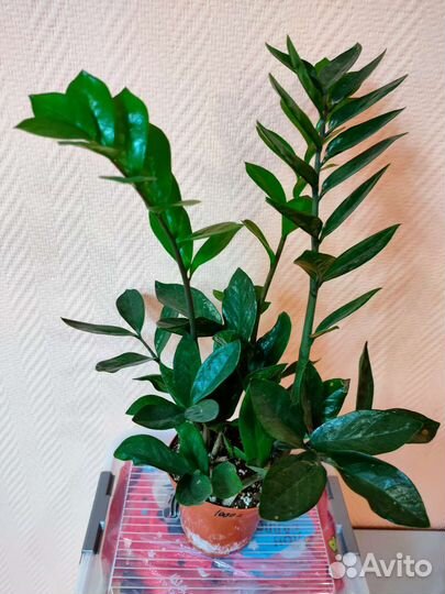 Замиокулькас