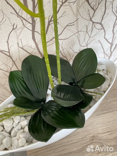 Орхидея белая