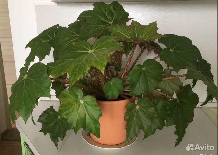 Бегония королевская борщевиколистная, роскошная