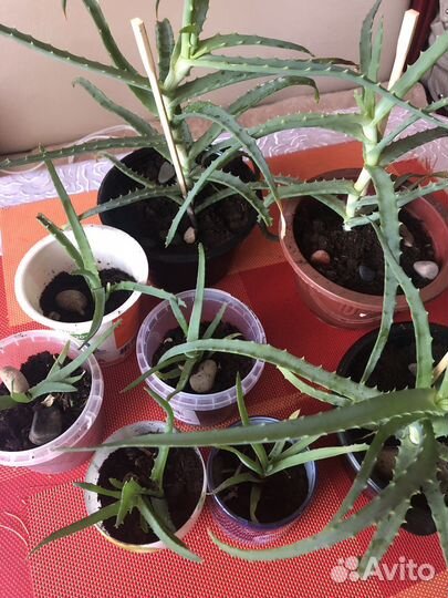 Толстянка,Алое