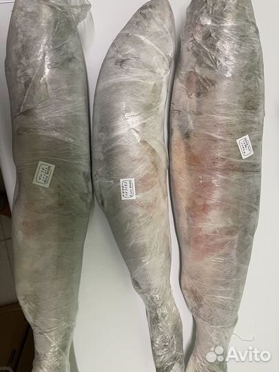 Кета свежемороженная розница