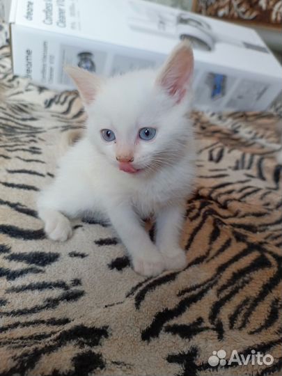 Сиамские котята бесплатно