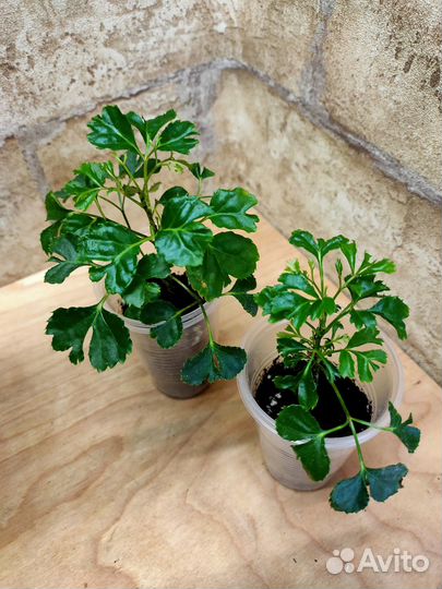 Ктенанты, перчик, полисциас, Гинура