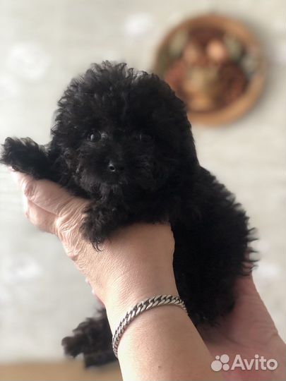 Тикап мальтипу f1 мини