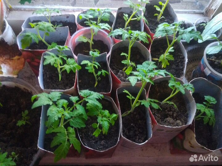 Рассада помидор