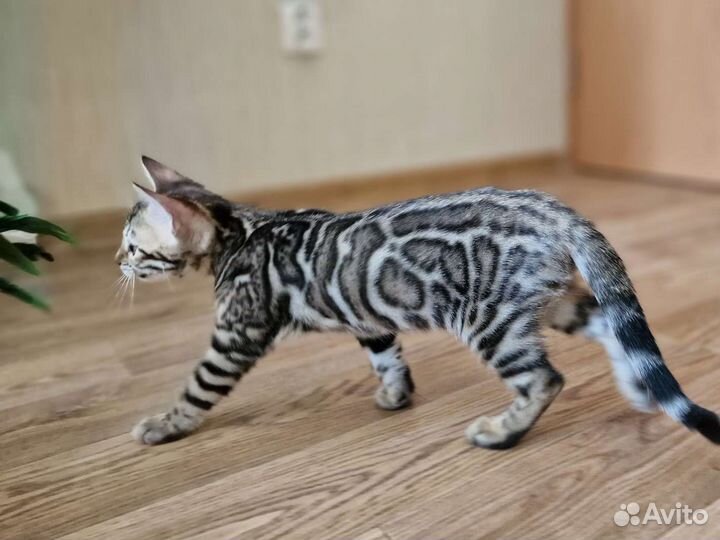 Бенгальские котята