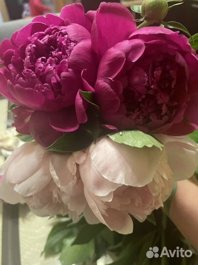 Ягоды, саженцы, огурцы, яйца