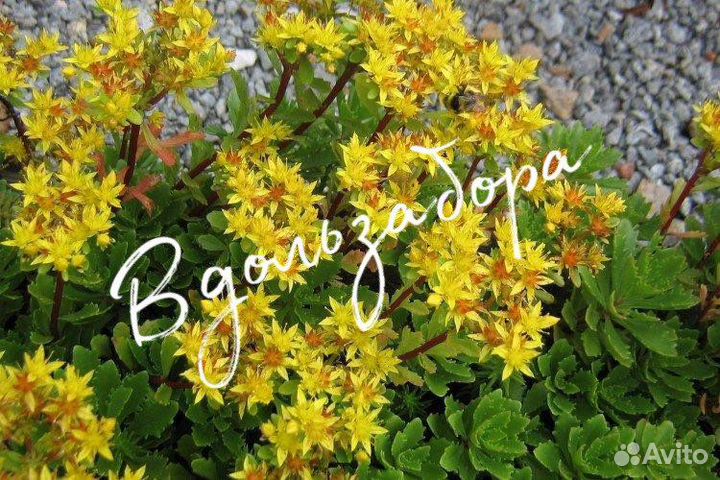 Седум (очиток) камчатский Карамель