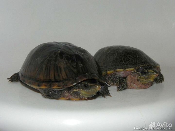 Обыкновенная мускусная черепаха