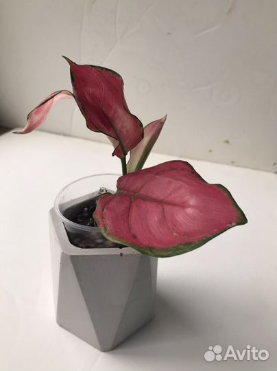 Аглаонема Ред Циркон