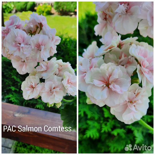 Пеларгония Принцесса Грейс и др