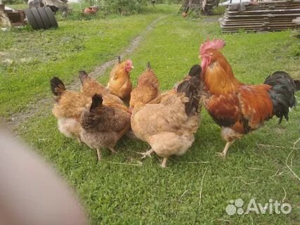 Суточные цыплята Кучинская Юбилейная