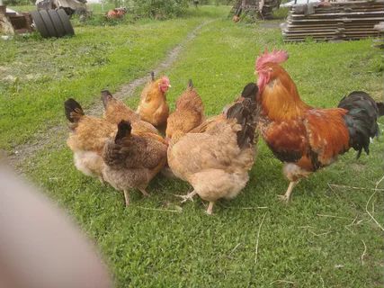 Суточные цыплята Кучинская Юбилейная