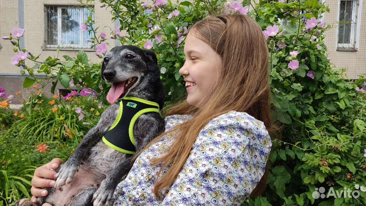 Маленькая собака в добрые руки