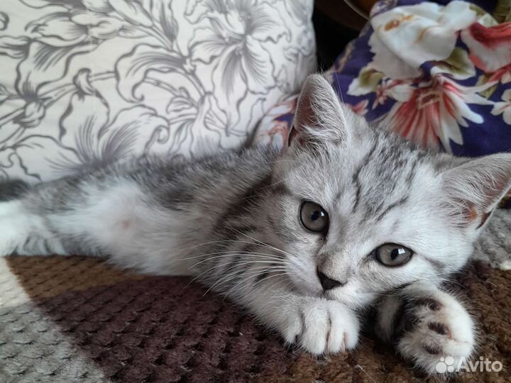 Отдам котёнка в хорошие руки