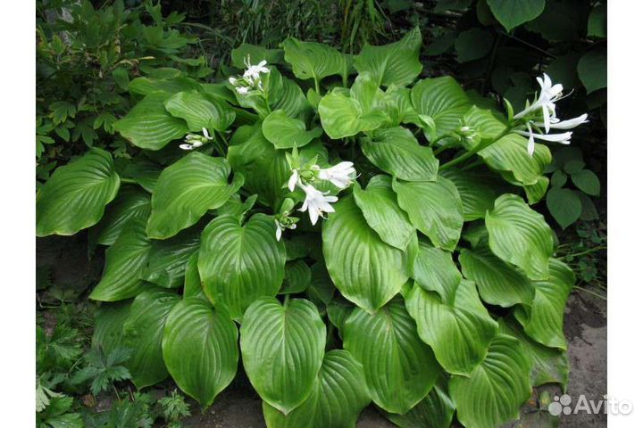 Спирея,хоста,герань для клумбы