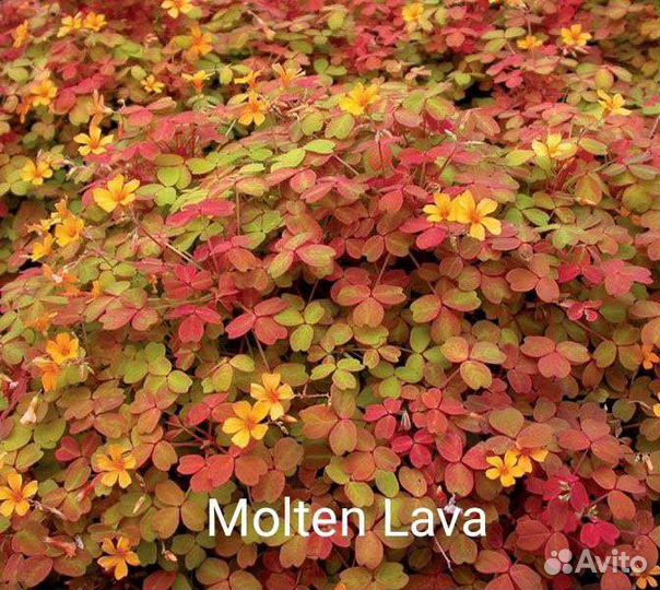 Oxalis vulcanicola 3 сорта