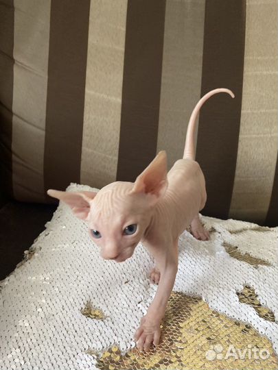 Канадский сфинкс