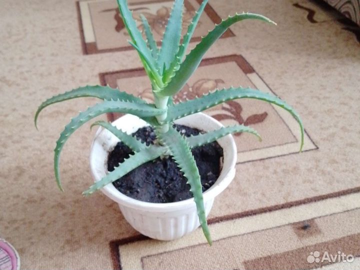 Растение алоэ