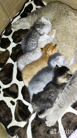 Шотландские котята