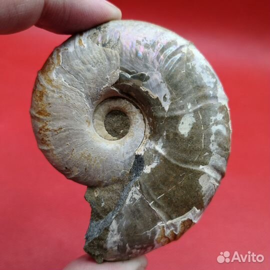 Аммонит Zuercherella, Адыгея