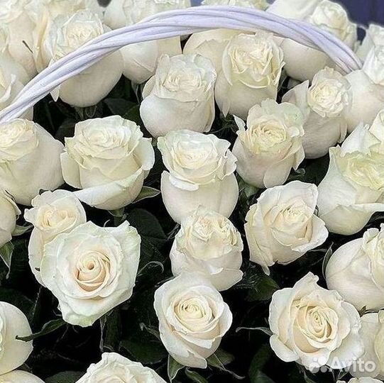 Высокие розы Гигантские розы с доставкой