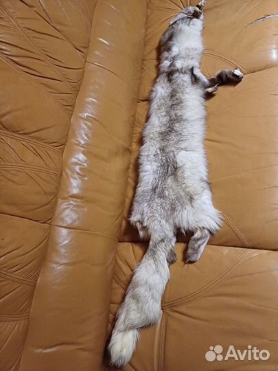 Шкурка песца