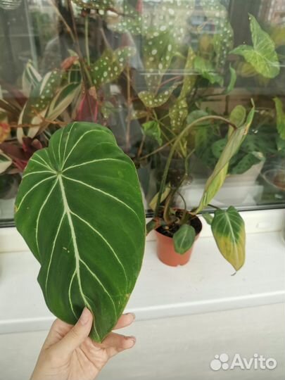 Филодендрон Глориозум