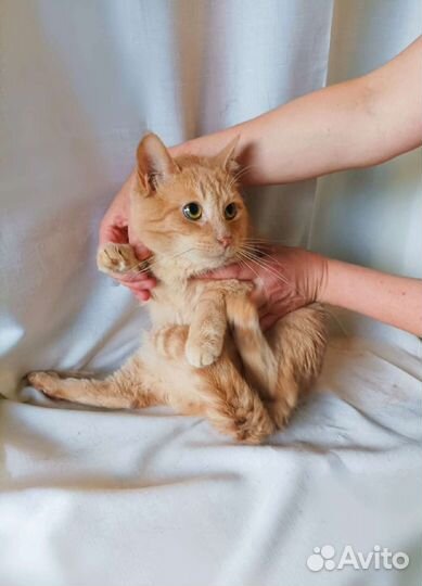 Рыжий котик