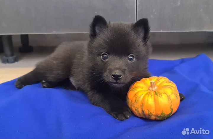 Щенки шипперке