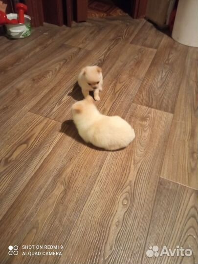 Щенки помчи