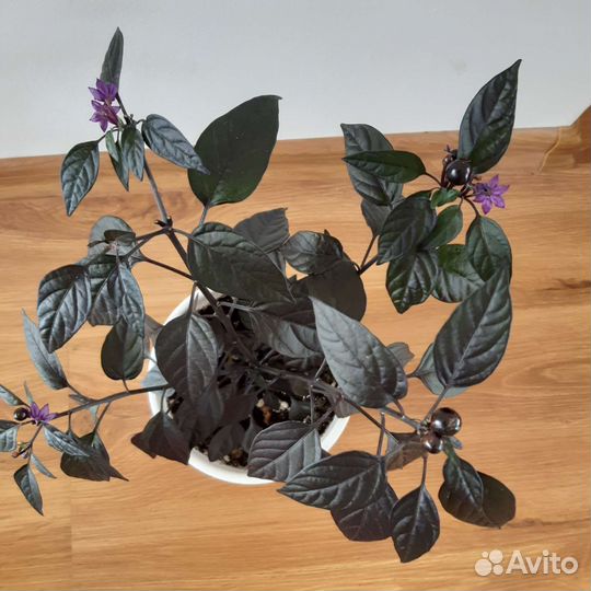 Перец комнатный вариегатный