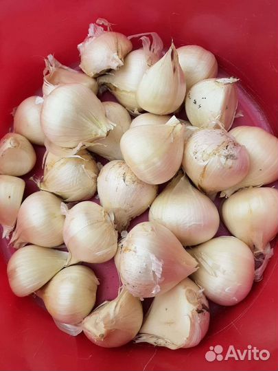 Лук Суворова. Рокамболь