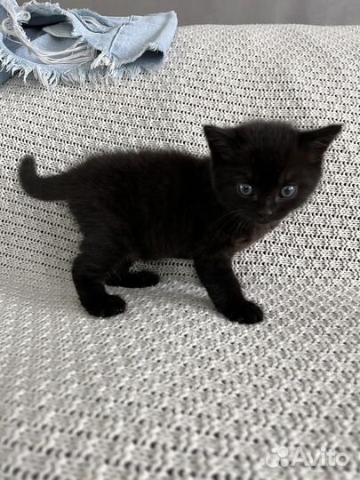 Котенок черный