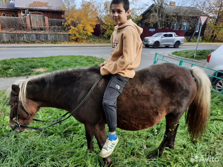 Конные прогулки и фотосессии