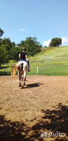 Конные прогулки,купание, фотосессии, тренировки