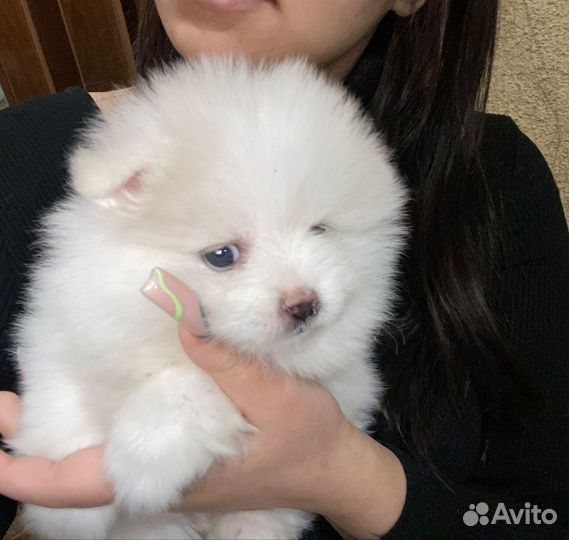 Померанский щпиц мини