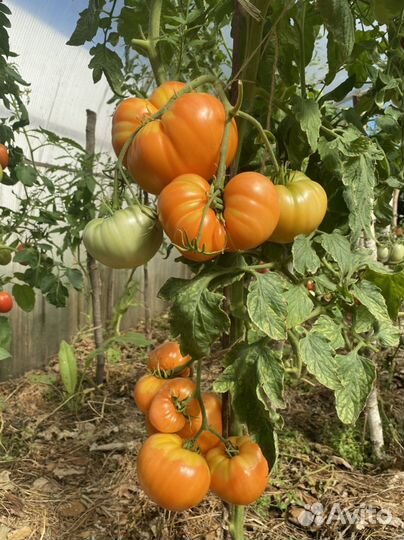 Помидоры домашние