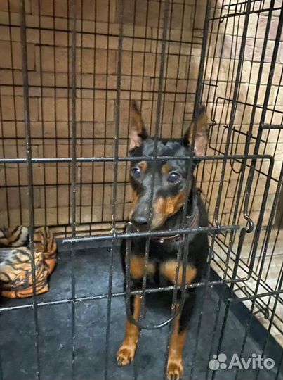 Цвергпинчер