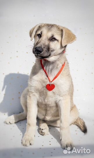 Щенок 4 месяца девочка бесплатно