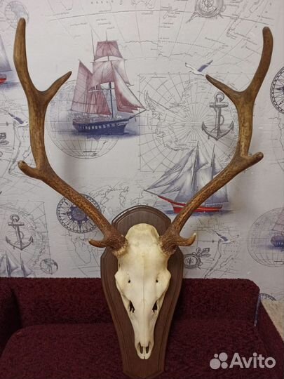 Череп с рогами Оленя