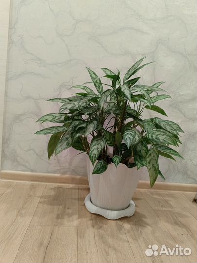 Аглаонема Мария