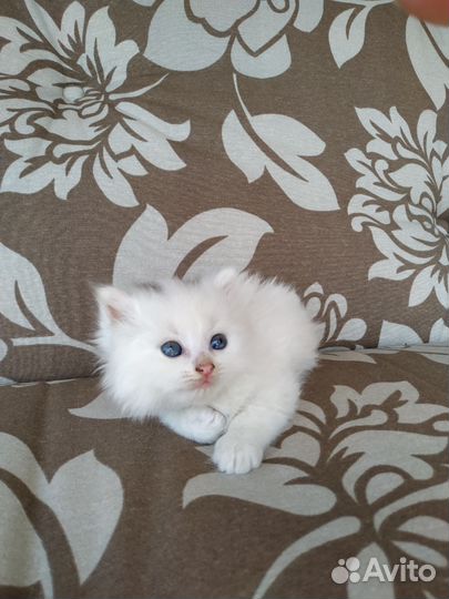 Котëнок в дар