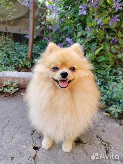 Померанский шпиц, вязка