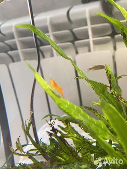 Аквариумные удобрения рыбы гуппи