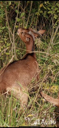 Коза и козочки