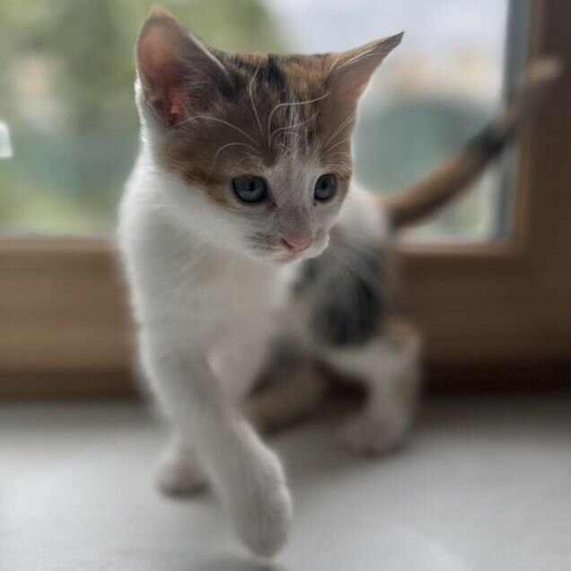 Котёнок в добрые руки