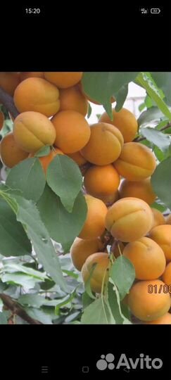 Саженцы абрикоса