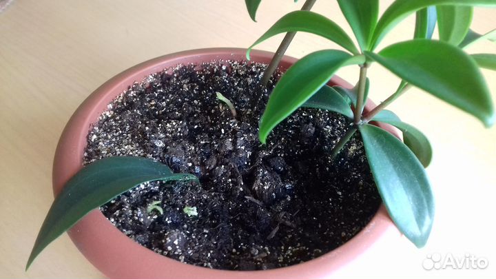 Пеперомия перескиелистная