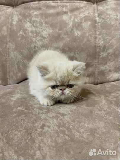 Экзотическая